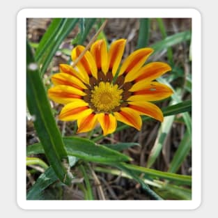 Orange African Daisy Osteospermum Flower Sticker